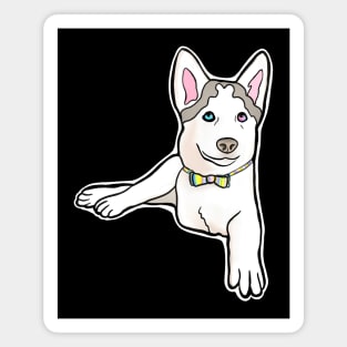 Adorable Three-Legged Tripod Husky Named Mochi with Rainbow Bow Tie Magnet